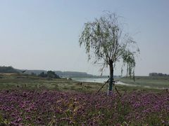 -杏花村文化旅游区