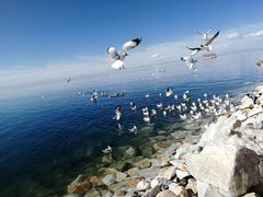 -青海湖国家重点风景名胜区