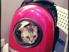 -瑞派长江宠物医院·猫科·外科·24小时夜护(谊城公寓分院)