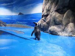 -青岛海底世界-水族馆