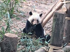 -成都大熊猫繁育研究基地