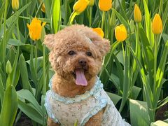 -洛阳郁金香牡丹园