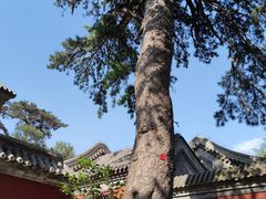 -阳台山自然风景区