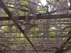 -嘉定紫藤园