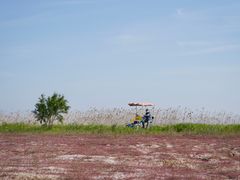 -盐城丹顶鹤湿地生态旅游区