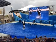 -上海海昌海洋公园