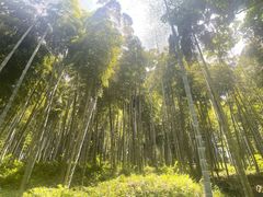 -莫干山风景区