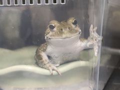 -立德异宠动物医院.兔鸟爬.内窥镜(天河店)