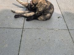 -万寿八仙宫