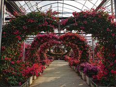 -海上花岛玫瑰园采摘