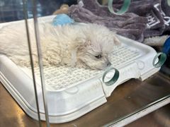 -FAELING PETS美天灵宠物(富力广场店)