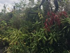 -自然餐厅(Phuket)