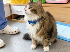 -东莞宠友24H宠物中心医院·转诊夜诊·异宠(新河北路院)