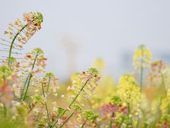 -中国天府农业博览园