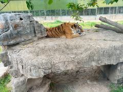 -上海野生动物园