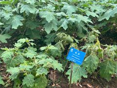 -中国科学院西双版纳热带植物园