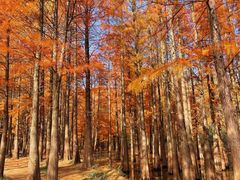 -青龙山国家森林公园