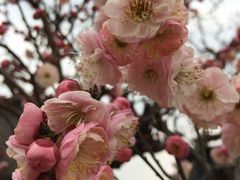 -秀丽东方