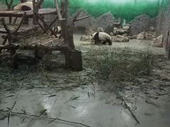 景点-成都大熊猫繁育研究基地