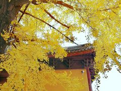 -上海青龙寺