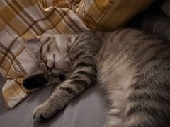 -萌兽医馆·宠物医院·猫骨科(创景店)