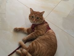 -瑞派·关忠动物医院·猫专科·犬专科(三环新城店)