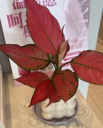 -Dr.林醫生产后修复·配方产康(南京江宁万达店)