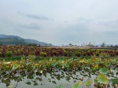 -径山花海