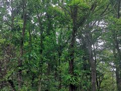 -金孔雀温泉旅游度假村