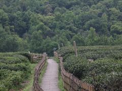 -中国茶叶博物馆(双峰馆区)