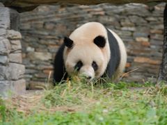 -卧龙中华大熊猫苑神树坪基地