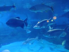 -烟台海昌鲸鲨海洋公园