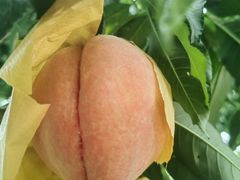 -老袁家蜜桃农场·阳山水蜜桃