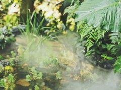 -深圳仙湖植物园