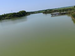 -西京湾花海