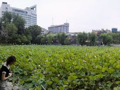 -莲湖公园