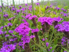 -紫颐香薰山谷景区