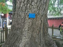 -嵩山少林文化旅游景区