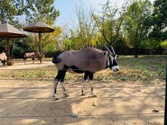 -大连森林动物园