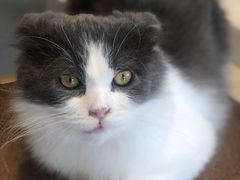 -飞行喵MR PILOT|猫舍·猫咖(静安大融城店)