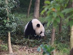 -成都大熊猫繁育研究基地