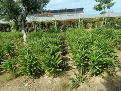 -长洲岛都市农业公园