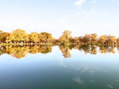 -金塔沙漠胡杨林景区