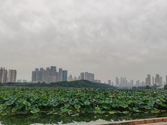 -月湖风景区