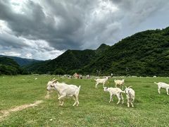 -狮子沟牧场