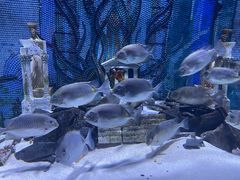 -海合安天津极地海洋公园