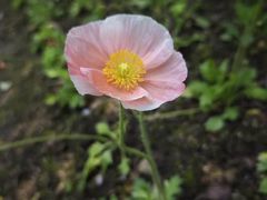-径山花海