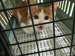 -北京观赏动物医院·24小时大型综合·猫专科·异宠专科