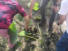 -樂桃源奉贤黄桃种植采摘基地
