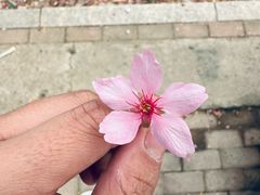 -狐尾山公园